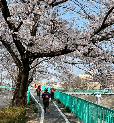 香流川　お花見ラン